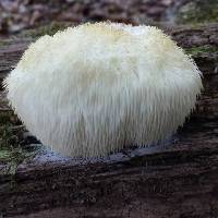 Hericium erinaceus image