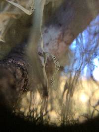 Ramalina menziesii image