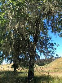 Ramalina menziesii image