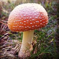 Amanita muscaria image