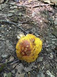 Amanita flavorubens image