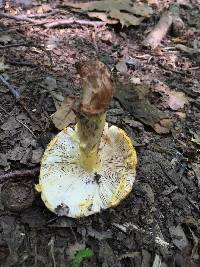 Amanita flavorubens image