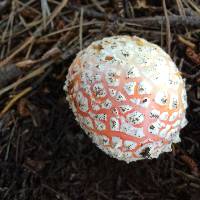 Amanita muscaria image