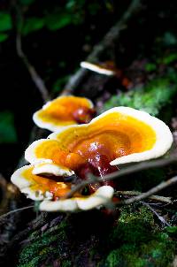 Ganoderma tsugae image