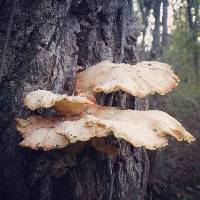 Laetiporus sulphureus image