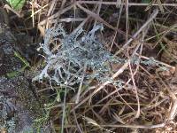 Ramalina leptocarpha image