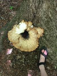 Polyporus squamosus image