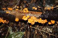 Favolaschia calocera image