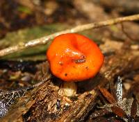 Leratiomyces erythrocephalus image