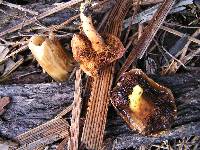 Chalciporus piperatus image