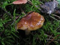 Russula novae-zelandiae image