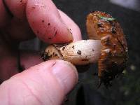 Russula novae-zelandiae image