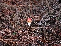 Amanita muscaria image