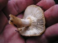 Russula novae-zelandiae image