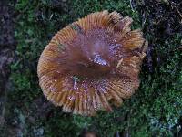 Russula novae-zelandiae image