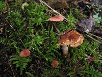 Russula novae-zelandiae image