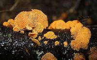 Favolaschia calocera image