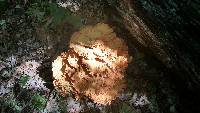 Laetiporus cincinnatus image