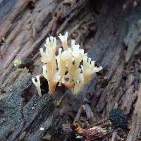 Artomyces pyxidatus image