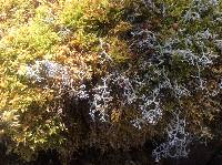 Cladonia rangiferina image