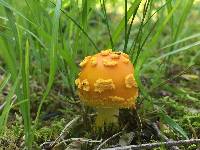 Amanita flavoconia image