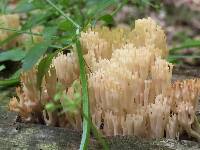 Artomyces pyxidatus image