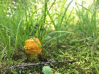 Amanita flavoconia image