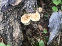 Polyporus arcularius image