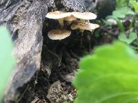 Polyporus arcularius image