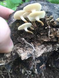 Polyporus arcularius image