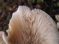 Clitocybe nebularis image