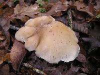 Clitocybe nebularis image