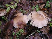 Clitocybe nebularis image