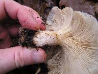 Clitocybe nebularis image