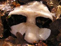 Clitocybe nebularis image