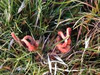 Clathrus archeri image