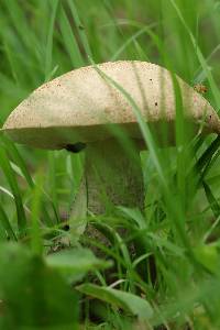 Leccinum scabrum image