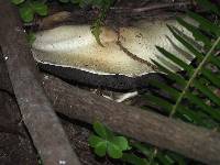 Agaricus augustus image