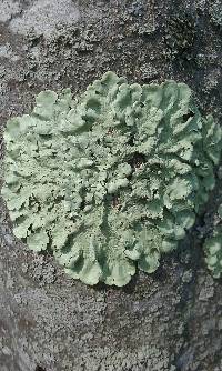 Flavoparmelia caperata image
