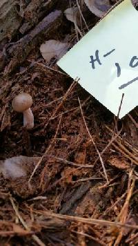 Lactarius imperceptus image