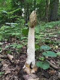 Phallus impudicus var. impudicus image