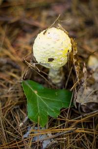 Amanita muscaria var. guessowii image