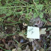 Trametes versicolor image