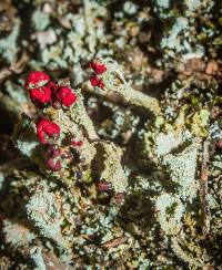 Cladonia cristatella image