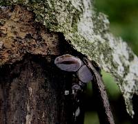 Auricularia cornea image