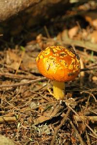 Amanita flavoconia image