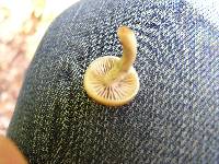 Psilocybe subaeruginosa image