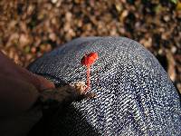 Mycena viscidocruenta image