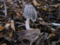 Coprinopsis lagopus image