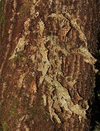 Lobaria pulmonaria image